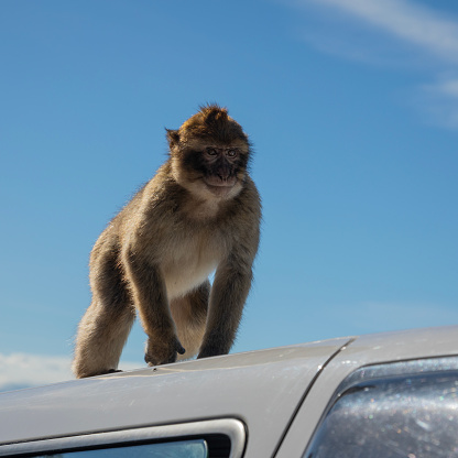 baboons at Cape Point, South Africa