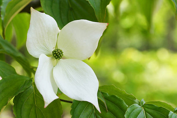 istock Japanese Flowering Dogwood 179270326