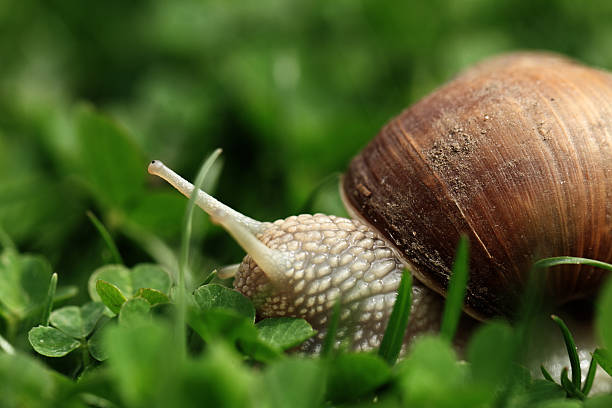 istock Snail. Helix pomatia. 179270391