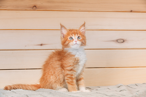 Funny Curious 10 Week Old Young Red Ginger Maine Coon Kitten Cat Sitting At Home Sofa. Coon Cat, Maine Cat, Maine Shag. Amazing Pets Pet. Portrait.