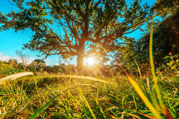 istock Low angle view Sunlight sunshine sun and grass Old wood oak tree in Summer sunny day. Sunlight Sunshine Through Oak Forest Tree. Sunny Nature Wood Sunlight. green greenery lush branches, green life eco concept photo 1792704768