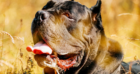 Black Cane Corso Dog. Big Dog Breeds. Close Up Portrait.