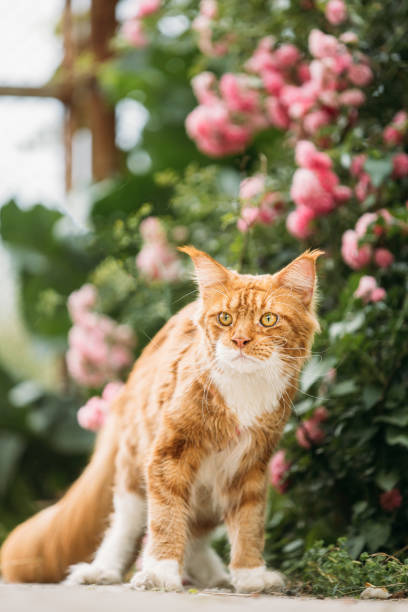 istock Funny Curious Playful Cute Maine Coon Cat With Bright Light-red Cream Solid Fur Color Waiting For Treat On Walkway. Amazing Pets Pet Coon Cat, Maine Cat, Maine Shag. Pets On Walk. Flower Background 1792704878