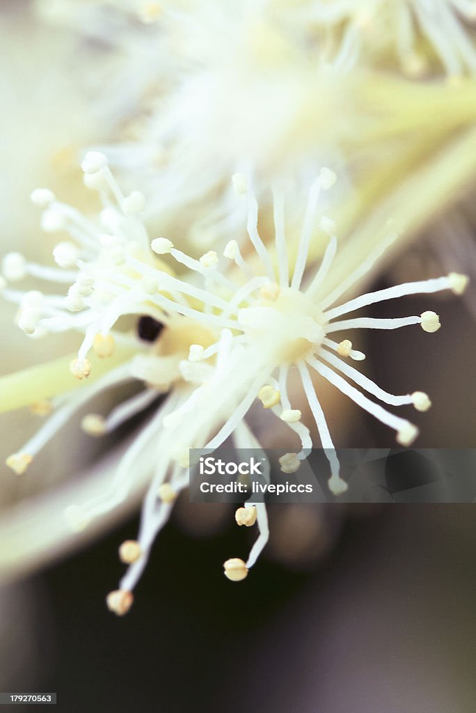 Flor de power - Foto de stock de Aire libre libre de derechos