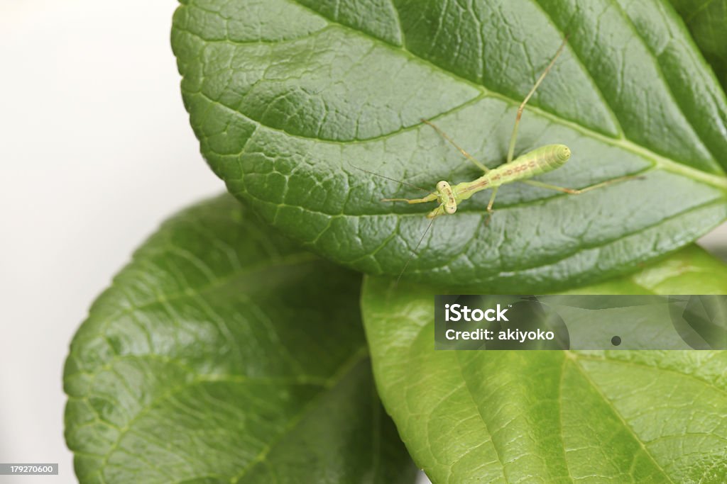 mantis larva - Foto de stock de Animal libre de derechos