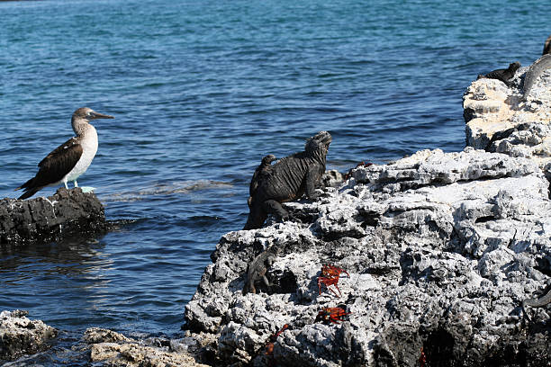 istock Animals of the Galapagos Islands 179270677