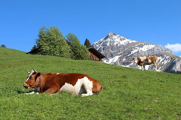 Fleckvieh cattle in the Bernese Oberland stock photo
