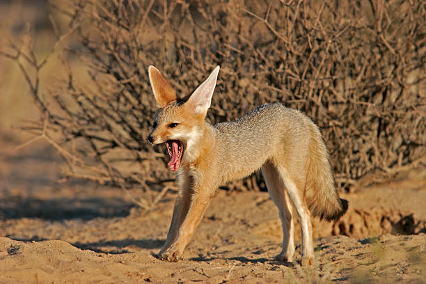 istock Cape fox (Vulpes chama) yawning in Kalahari, ZA 179270741