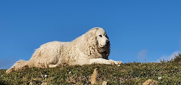 Taken from low angle looking up to the dog sideways. He is resting against a blue sky