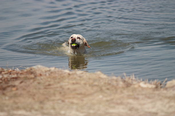 Fetch stock photo