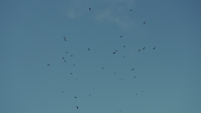 Black Vultures In Flight In Argentina