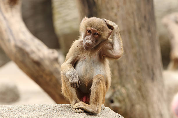 Monkey Thinks About Where He Knows Me From Stock Photo - Download Image Now  - Monkey, Scratching, Baboon - iStock