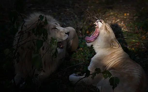 Two lions together and talk with each other