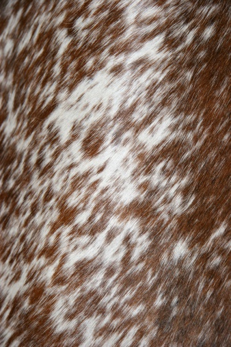brown and white tanned cowhide