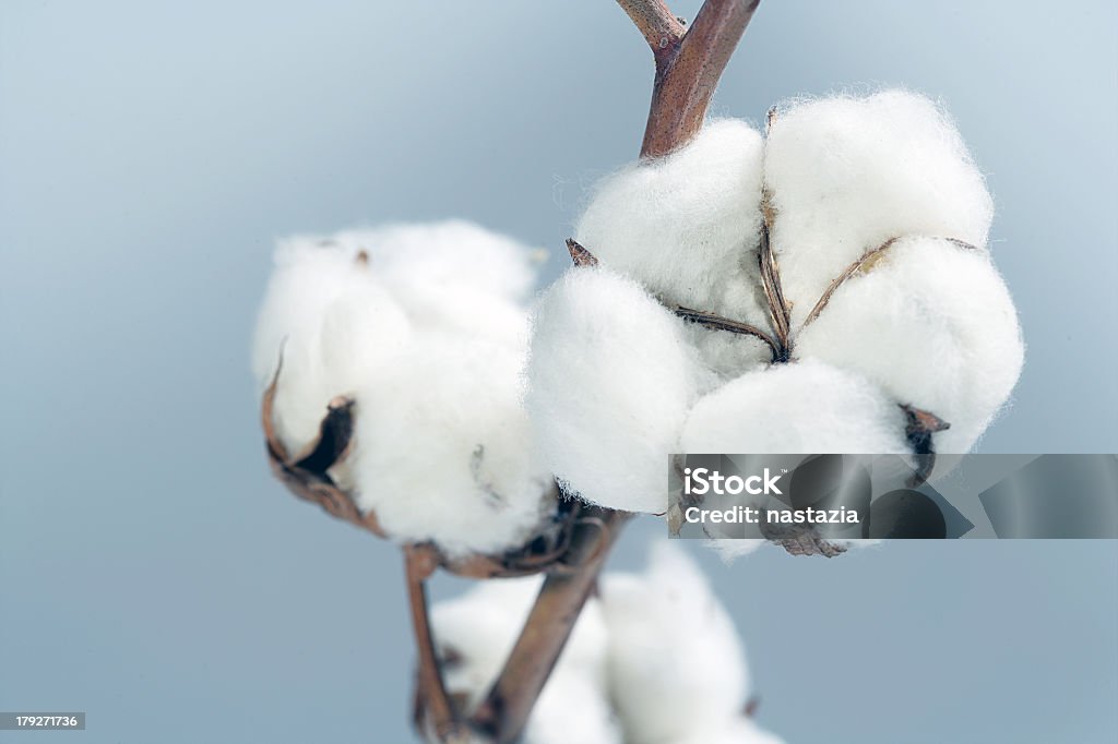 De algodón - Foto de stock de Planta de algodón libre de derechos