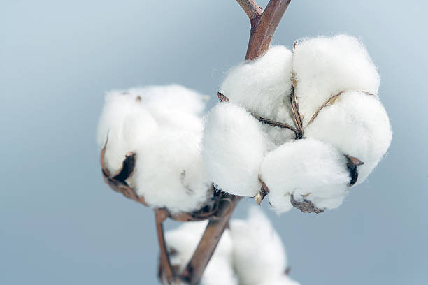 White cotton flowers blooming from the tree  image of cotton crop cottonwood stock pictures, royalty-free photos & images