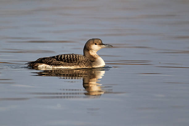 Black-throated diver, Gavia arctica Black-throated diver, Gavia arctica, single bird on water in winter plumage, Staffordshire, January 2011 arctic loon stock pictures, royalty-free photos & images