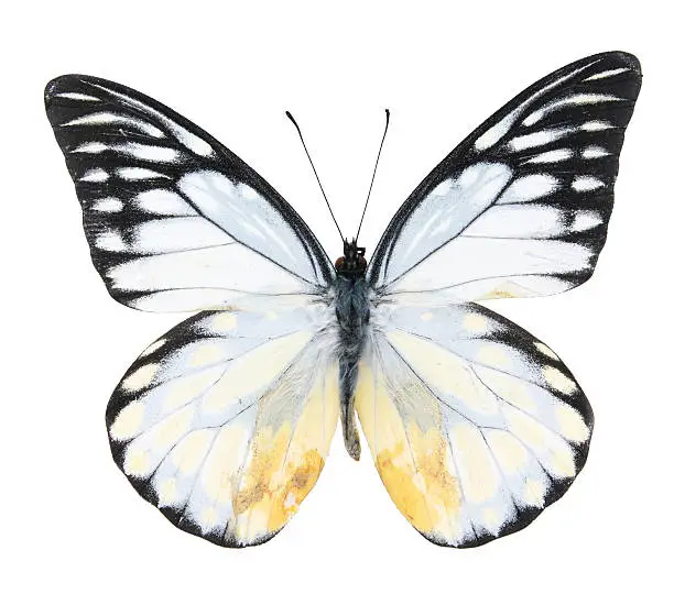 Pieridae:Black and white butterfly isolated on a white background.
