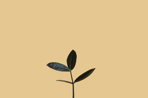 close-up of a small dark green plant dollar tree growing upwards. Isolated on a beige background. Monetary wealth, career growth. Well-being. Copy space