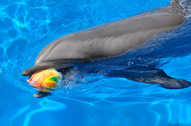 istock Bottlenose dolphin with a ball in the mouth 179272192