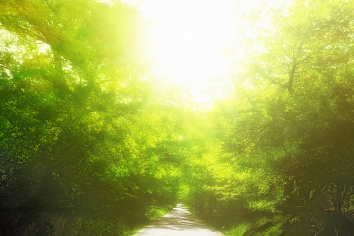 Bright and vibrant photograph of a forest canopy. The sunlight is shining through the leaves, creating a dappled effect with areas of brightness and shade. The foliage is lush and green, suggesting a healthy, dense woodland. The light is quite intense, on a sunny day, and the sun is either rising or setting, which gives the leaves a backlit quality and enhances the contrast in the scene. A narrow road leads ahead into the forest.