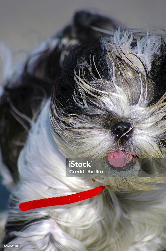 Primo piano del grazioso in esecuzione con cane Shih Tzu - Foto stock royalty-free di Ambientazione esterna