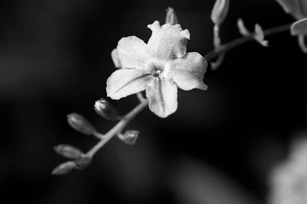 istock flower in monotone 179272539