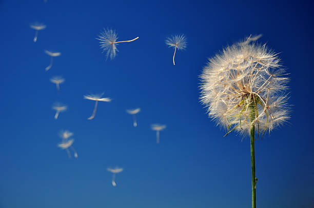 istock Blowball on blue sky 179272577