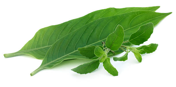 hierbas medicinales: tulsi y basak hojas - vasica fotografías e imágenes de stock