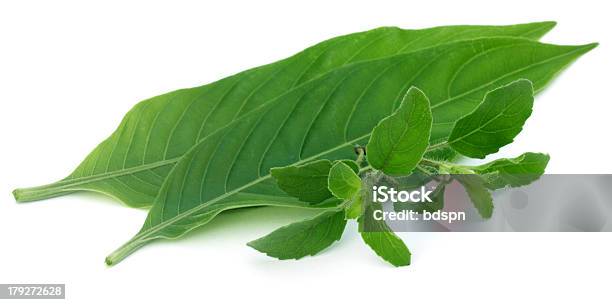 Medicamentos Plantas Aromáticas Tulsi E Basak Folhas - Fotografias de stock e mais imagens de Aiurveda