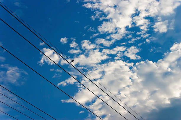 istock Bird on the wire with blue sky 179272638