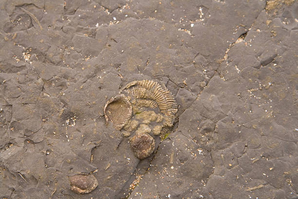 istock Prehistoric Fossils in rock background 179272689