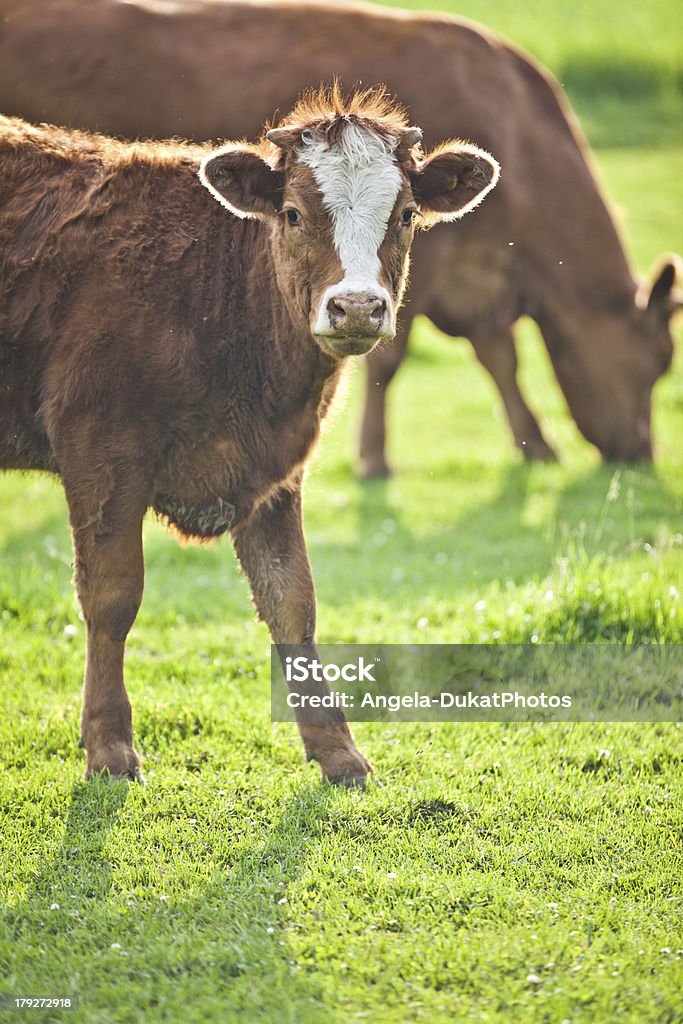Braunem Kalbsleder bull starren bei uns - Lizenzfrei Agrarbetrieb Stock-Foto