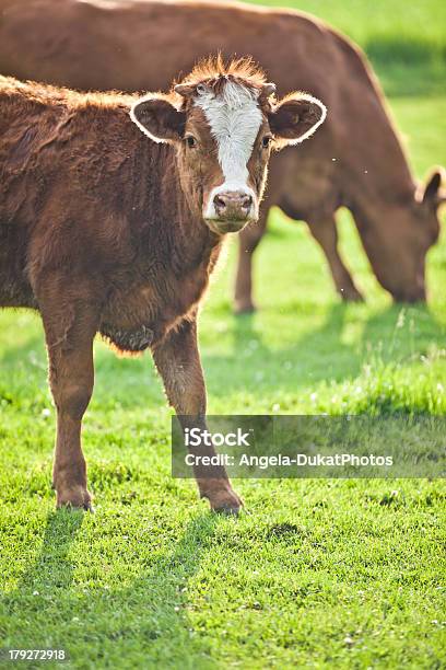 Braunem Kalbsleder Bull Starren Bei Uns Stockfoto und mehr Bilder von Agrarbetrieb - Agrarbetrieb, Bulle - Männliches Tier, Fleisch
