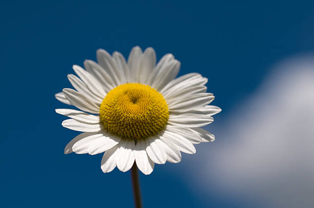 istock Perfect Daisy Flower and Sky Background 179273178