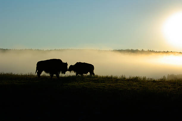 istock Bison and Her Calf Touching Noses 179273362