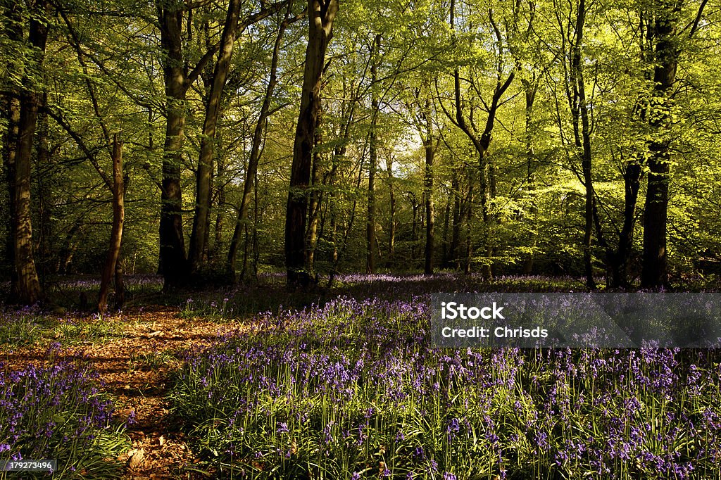 Campanula Woods - Foto stock royalty-free di Albero