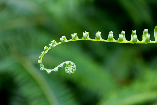 istock Young fern frond 179273692
