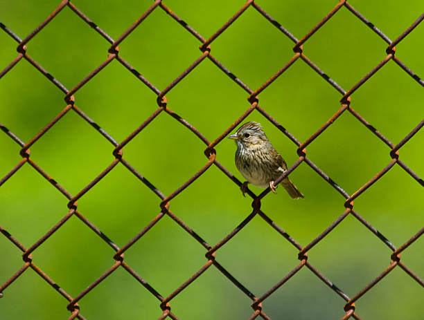 istock Lincoln's sparrow perched in fence 179273764