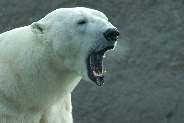 roaring ours polaire (ursus maritimus - gray hair photos photos et images de collection