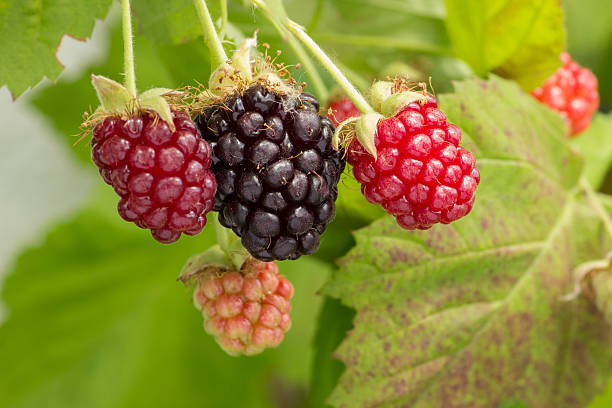 Tayberries - foto de acervo