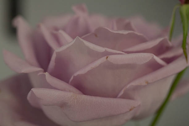 Rosas cor-de-rosa - foto de acervo