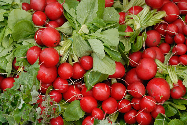 rojas frescas rábanos en el mercado local - radish vegetable portion circle fotografías e imágenes de stock