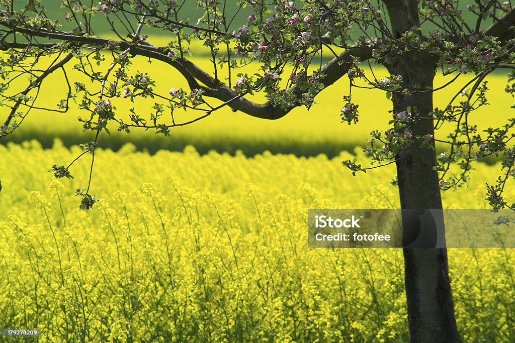 Fruehling - Royalty-free Agricultura Foto de stock