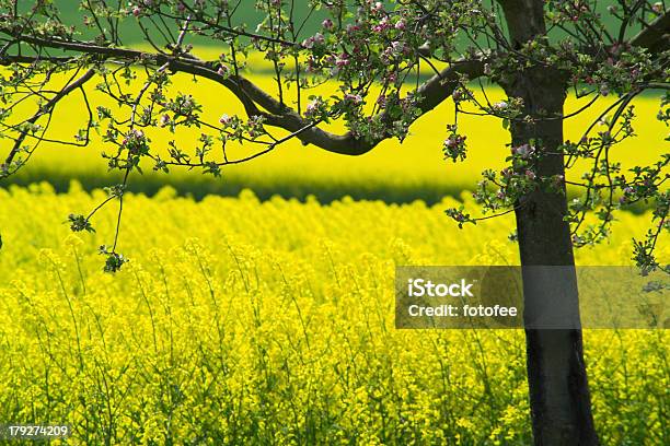 Fruehling - Fotografias de stock e mais imagens de Agricultura - Agricultura, Amarelo, Ao Ar Livre