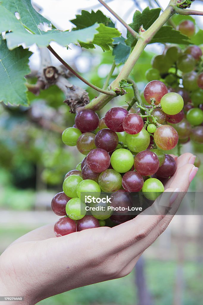 Uvas para comer com a mão esquerda, - Foto de stock de Alimentação Saudável royalty-free