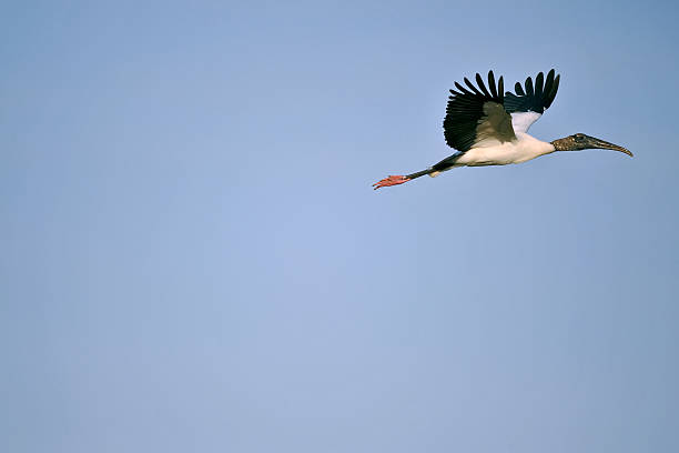 woodstork in flight against clear blue sky
