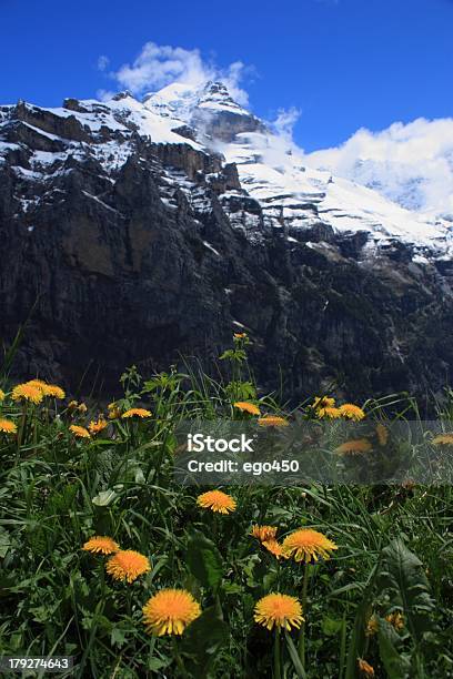Photo libre de droit de Suisse banque d'images et plus d'images libres de droit de Alpes européennes - Alpes européennes, Arbre en fleurs, Capitule