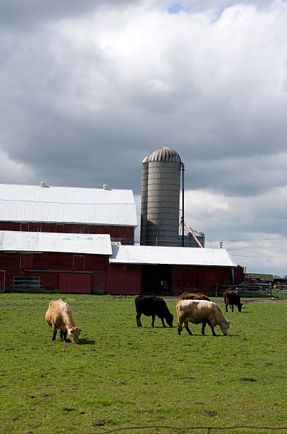 istock Cow Farm, Stormy Skies 179274651
