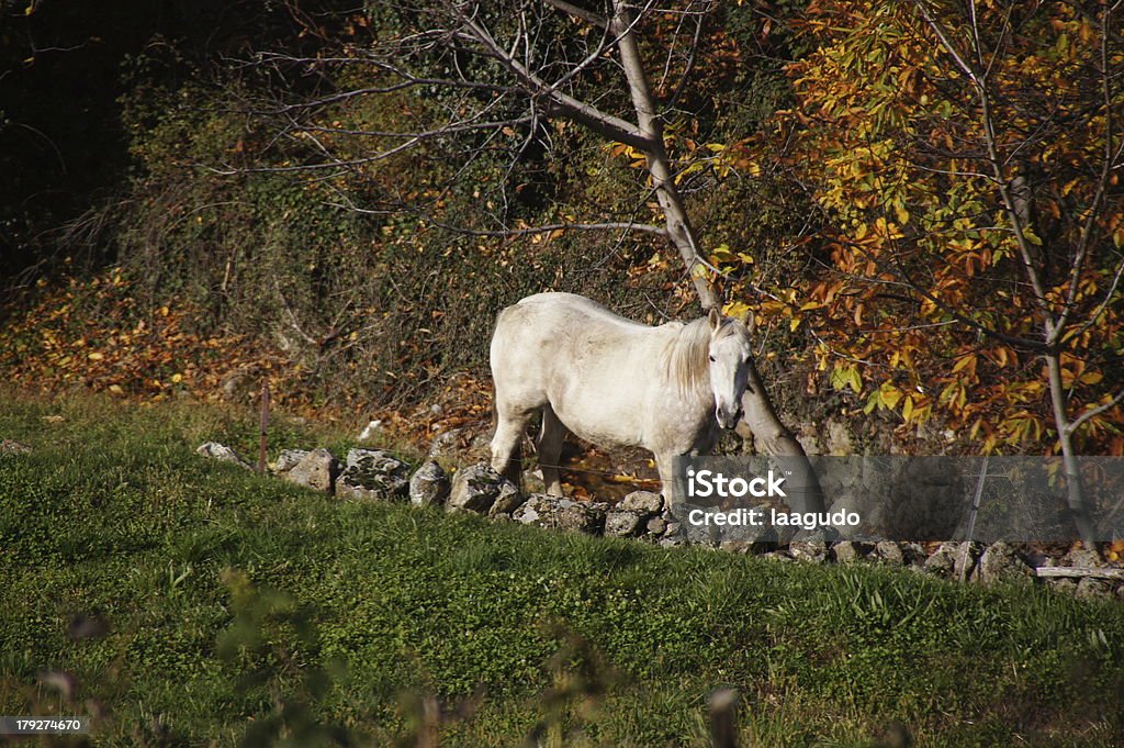 Trabalhando em Guijo cavalo - Foto de stock de Campo royalty-free